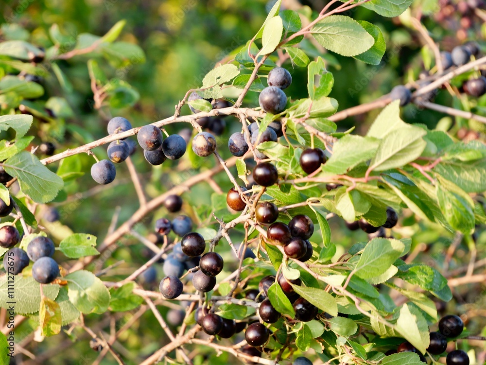 Fruits of blackthorn or sloe (Prunus spinosa) on the bush. Sweden Fruits of blackthorn or sloe (Prunus spinosa) on the bush. Sweden