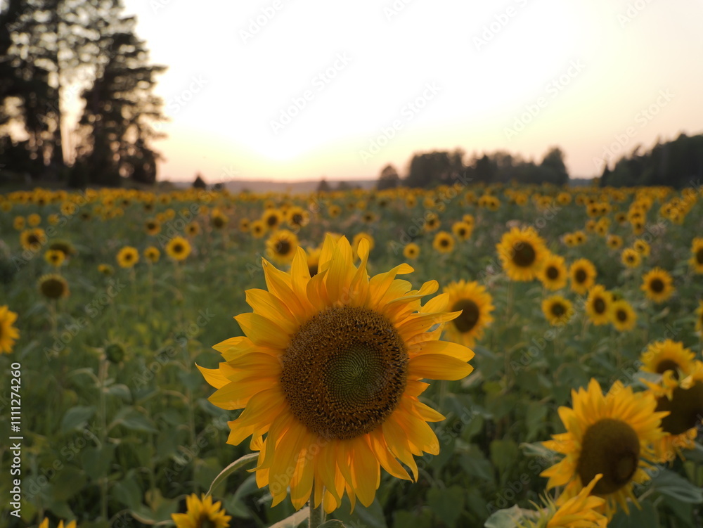 Fototapeta premium Sunflower (Helianthus annuus) field at sunset. Sweden