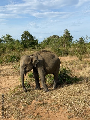 Photography elephants in the wild