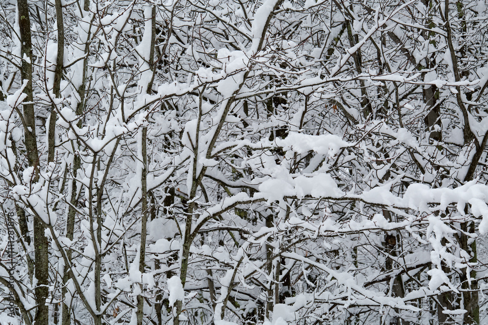 Snow-covered tree branches, Winter forest scene. Snow-covered tree branches, Winter forest scene.
