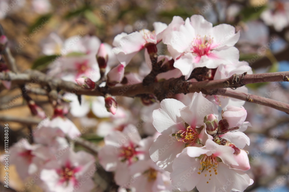 tree blossom tree blossom