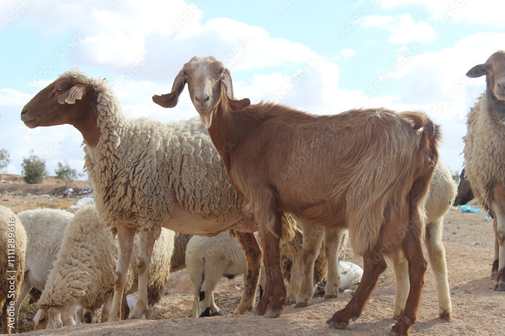 sheep sheep