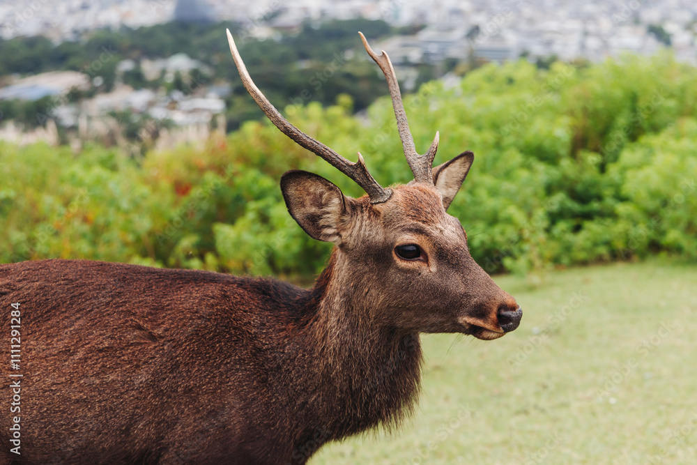 Obraz premium Nara Park landscape, Wild Japanese deer, Northern spotted deers walking in Nara, playful and friendly cute sika deers, Nara prefecture, Kansai, Japan, travel to Japan