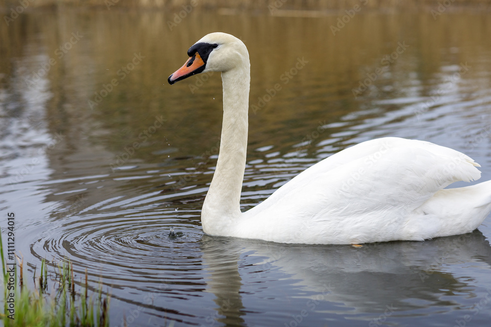 Water bird swans swim in the river Water bird swans swim in the river