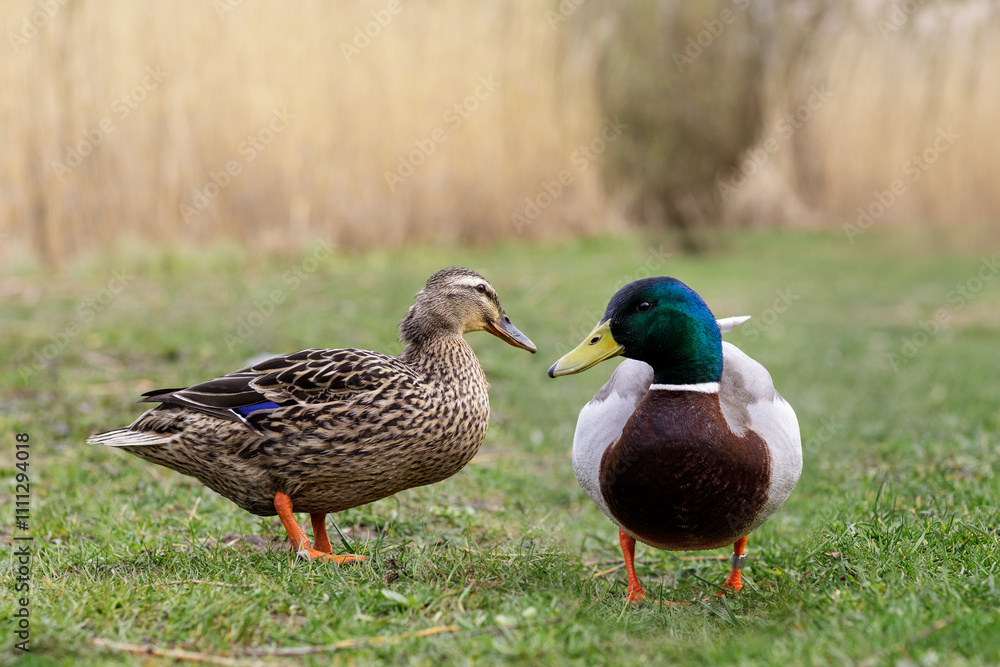 A pair of wild ducks stare at each other A pair of wild ducks stare at each other