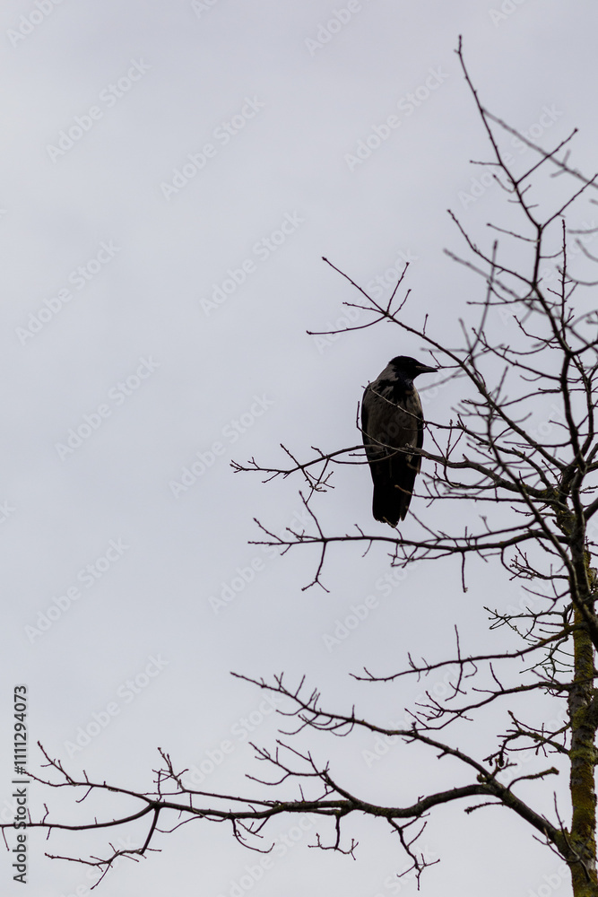 The silhouette of a black crow perched on the branches of a dead tree against a grey sky background The silhouette of a black crow perched on the branches of a dead tree against a grey sky background