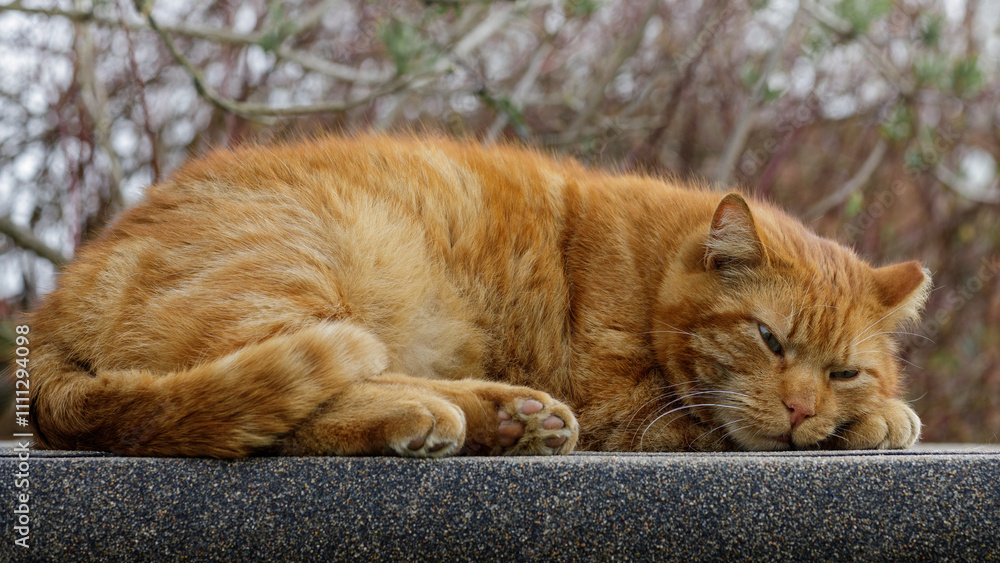 The lazy ginger cat is sleeping soundly and enjoying the warmth of the sun. The lazy ginger cat is sleeping soundly and enjoying the warmth of the sun.
