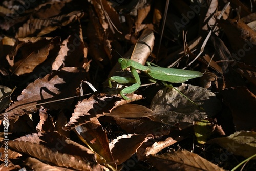 An Asian mantis (Hierodula patellifera) in the forest. A mantis insect, it is characterized by white stripes on its forewings as an adult. photo