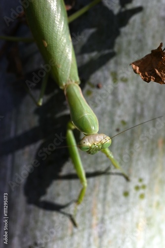 An Asian mantis (Hierodula patellifera) in the forest. A mantis insect, it is characterized by white stripes on its forewings as an adult. photo