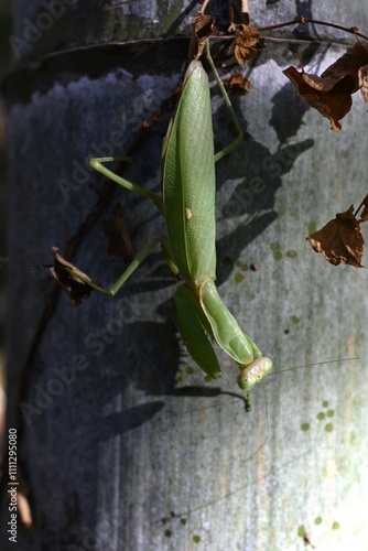 An Asian mantis (Hierodula patellifera) in the forest. A mantis insect, it is characterized by white stripes on its forewings as an adult. photo