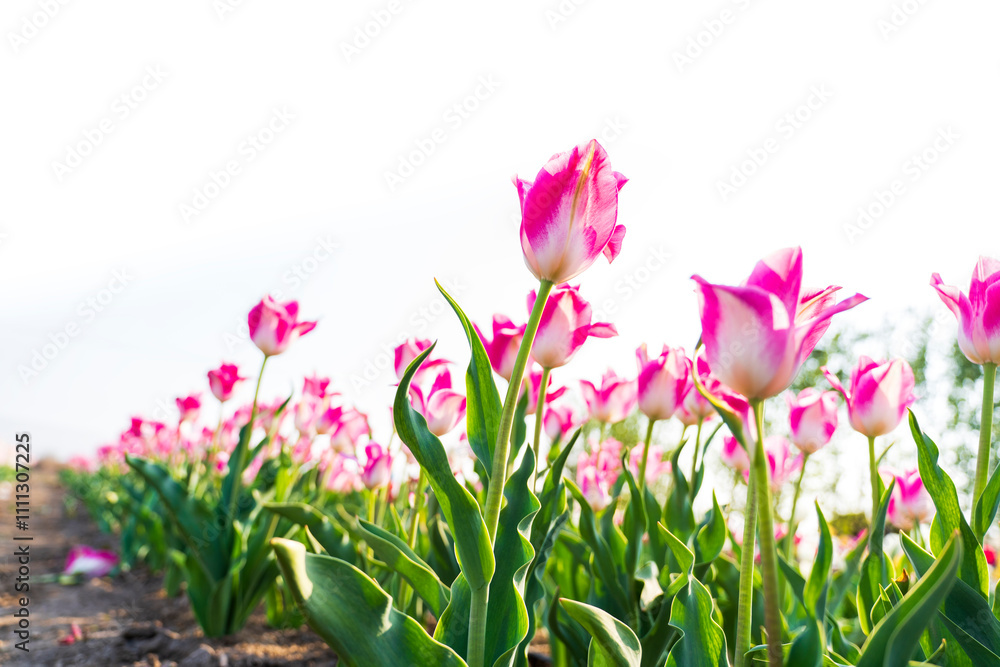 Beautiful tulips are in full bloom Beautiful tulips are in full bloom