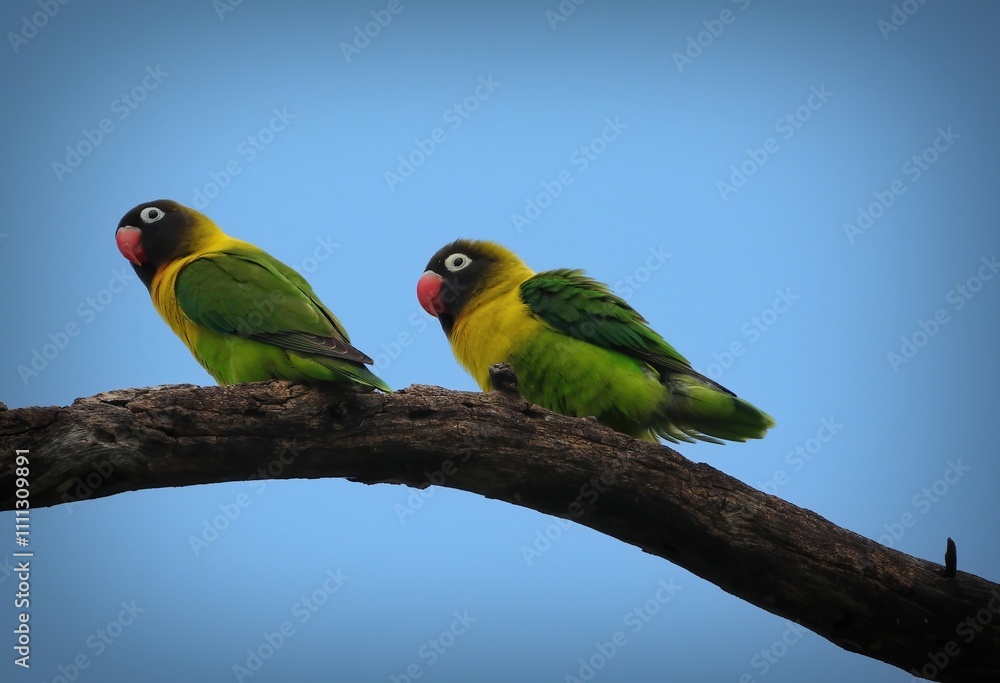 Obraz premium Yellow-collared Lovebirds (Agapornis personatus) perched on a branch in Tarangire National Park, Tanzania