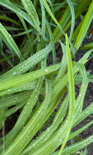 Raindrops on slim green agapanthus leaves