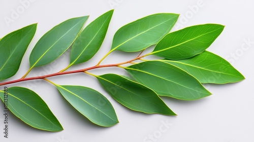 Wallpaper Mural Eucalyptus branch with lush green leaves, macro view on light grey, spacious layout, perfect for skin care product advertising, natural and clean Torontodigital.ca