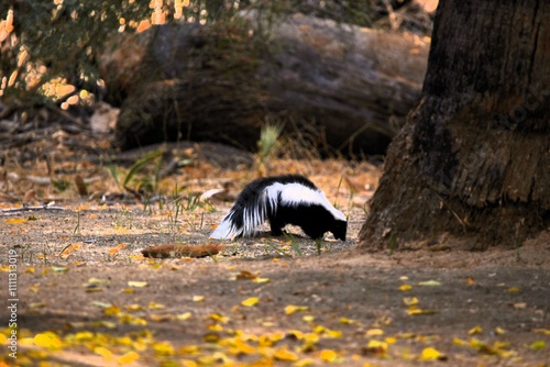 Skunk in the woods