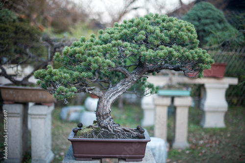 Chinese style plant in Zhuozhenyuan garden
