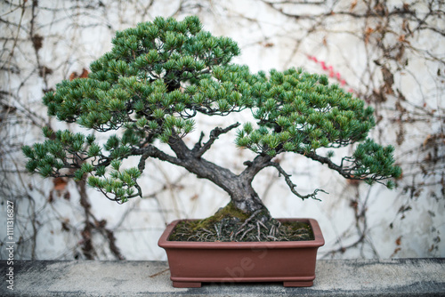 Chinese style plant in Zhuozhenyuan garden