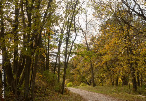 Gravel Pathway Through a Forest of Deciduous Trees with Autumn Leaves