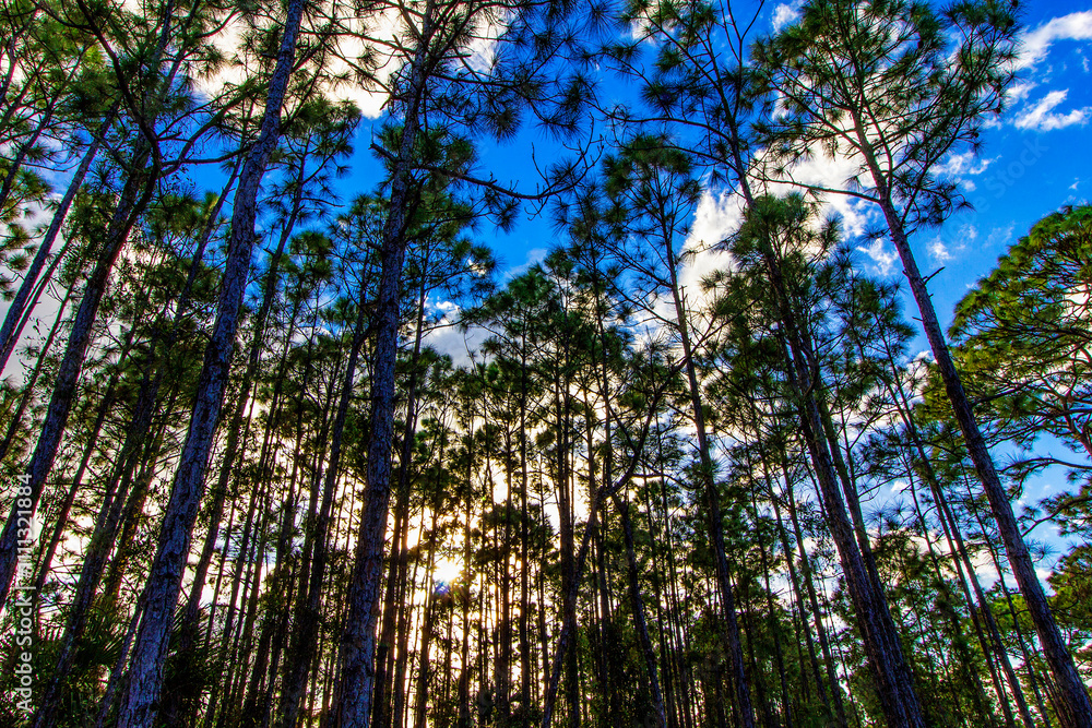 Fototapeta premium Oxbow Eco-Center and Preserve, Port St. Lucie, Florida