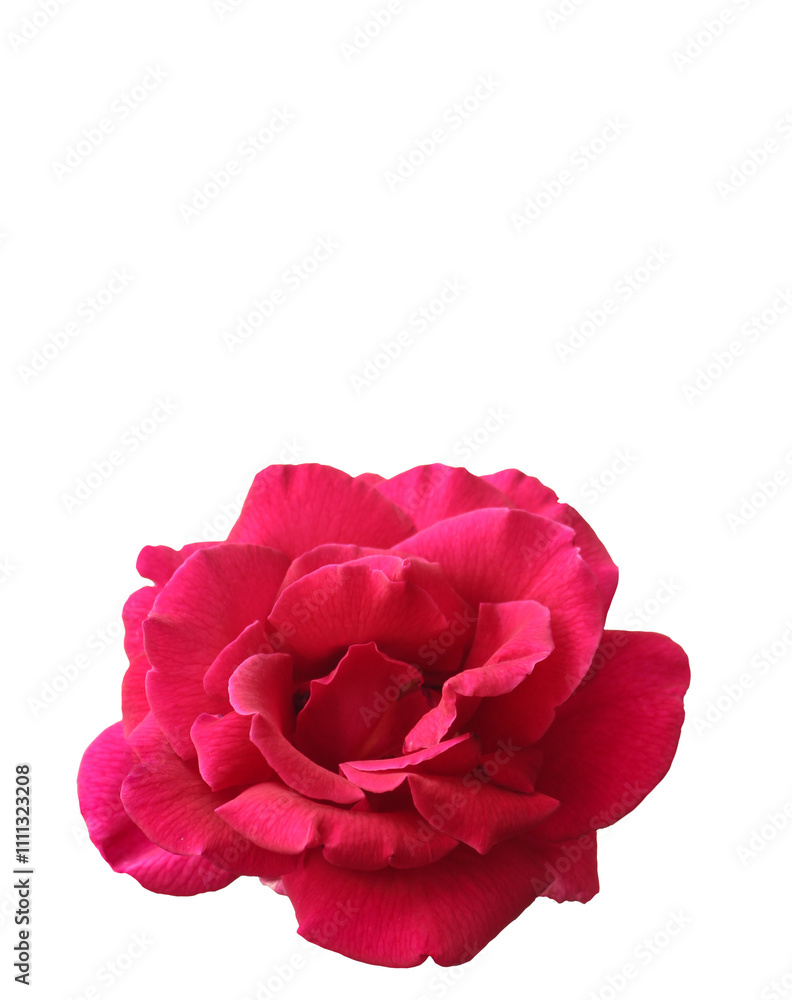 Pink rose Pink rose