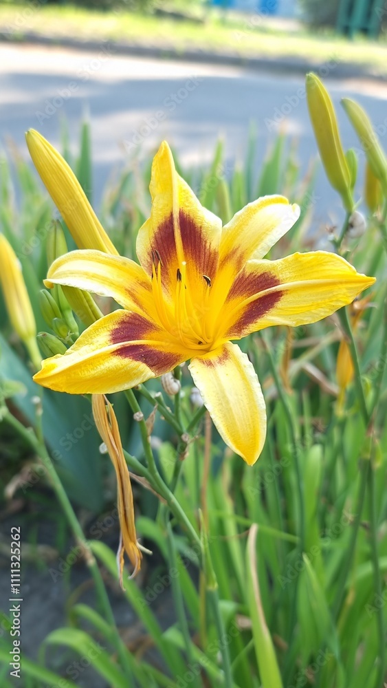 Obraz premium yellow flower