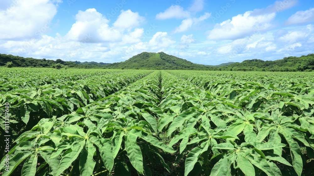 Lush Green Papaya Field Under Bright Blue Sky with Rolling Hills Lush Green Papaya Field Under Bright Blue Sky with Rolling Hills