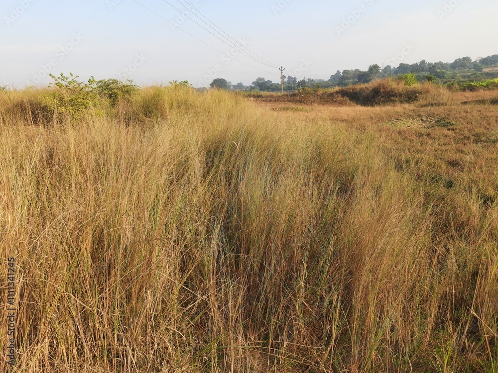 Obraz premium Saccharum spontaneum Plant. Its other names wild sugarcane and Kans grass. Its grass&nbsp;native to the&nbsp;Indian Subcontinent. It is a perennial grass,growing up to three meters in height. 