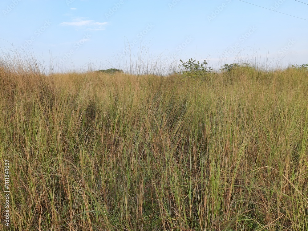 Fototapeta premium Saccharum spontaneum Plant. Its other names wild sugarcane and Kans grass. Its grass&nbsp;native to the&nbsp;Indian Subcontinent. It is a perennial grass,growing up to three meters in height. 