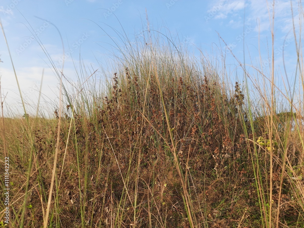 Obraz premium Saccharum spontaneum Plant. Its other names wild sugarcane and Kans grass. Its grass native to the Indian Subcontinent. It is a perennial grass,growing up to three meters in height.