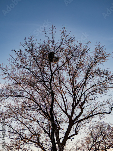 Misteln auf einem Baum bei Frost