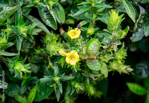 Yellow torenia flowers bloom very beautifully in the yard photo