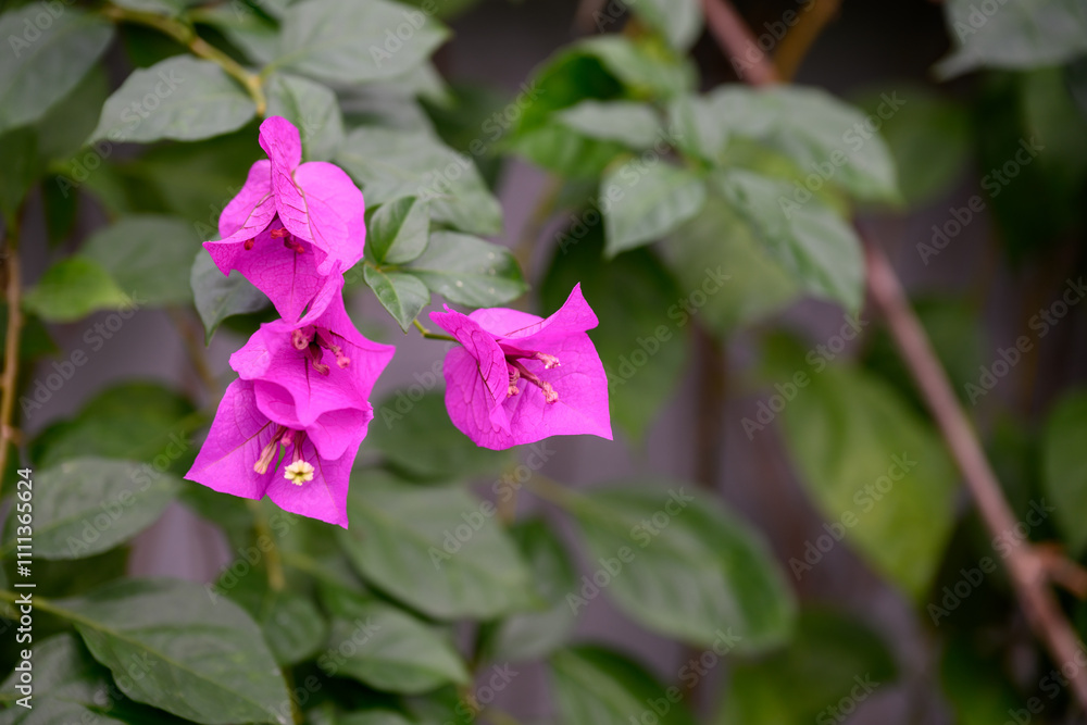 Close-up photo of purple bougainvillea flowers in bloom Close-up photo of purple bougainvillea flowers in bloom