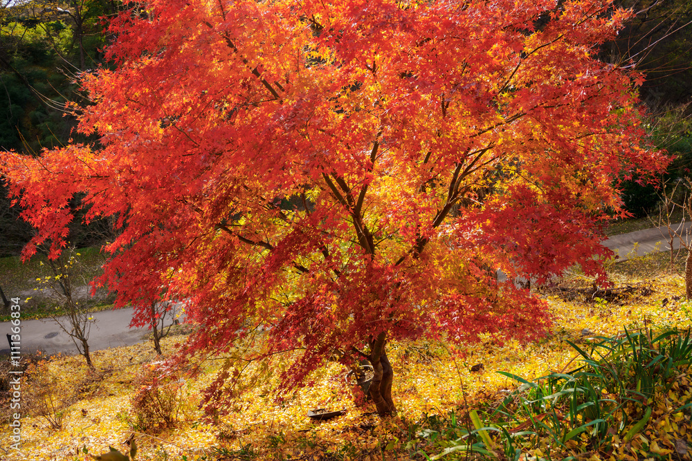 Landscape with red maple leaves and yellow ginkgo leaves in autumn Landscape with red maple leaves and yellow ginkgo leaves in autumn