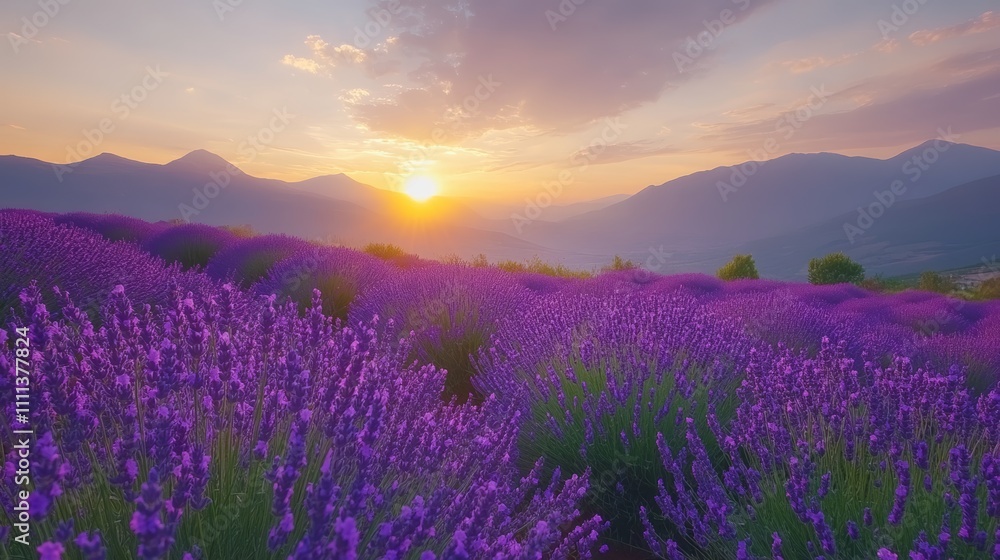 Fototapeta premium A field of lavender blossoms bathed in the warm glow of a sunset with mountains in the background.