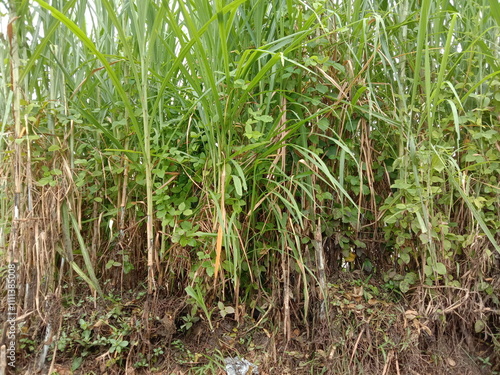 elephant grass as animal feed for goats, cows and others photo