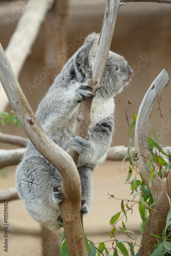 Photography Koala at zoo