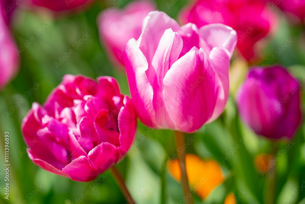 Flowers background. Spring blossom concept. Tulip flowers. Design for Valentines Day, Easter. Spring banner. Flowers background. Spring blossom concept. Tulip flowers. Design for Valentines Day, Easter. Spring banner.