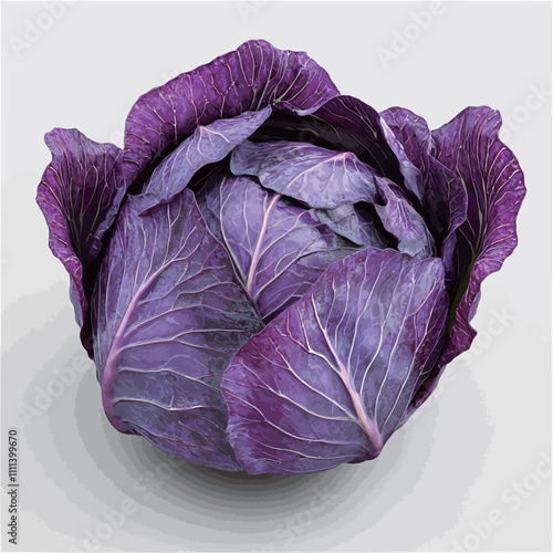 Purple cabbage isolated on white background with clipping path. Top view..eps