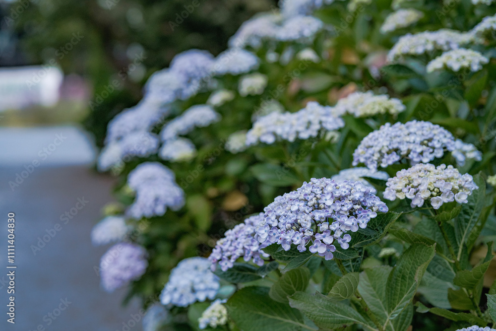Blooming Blue Hydrangeas under Tall Green Trees in Christchurch, New Zealand Blooming Blue Hydrangeas under Tall Green Trees in Christchurch, New Zealand