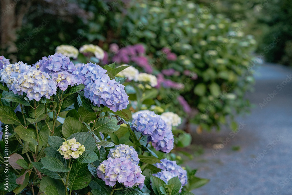Blooming Blue Hydrangeas under Tall Green Trees in Christchurch, New Zealand Blooming Blue Hydrangeas under Tall Green Trees in Christchurch, New Zealand