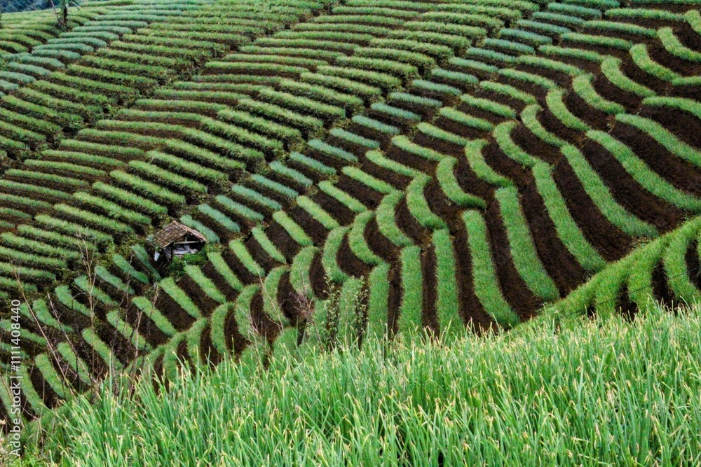 the beauty of the garden which is so neatly arranged by the hands of farmers the beauty of the garden which is so neatly arranged by the hands of farmers