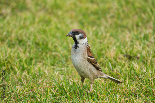 A Parent Sparrow Still Searching for Insects to Feed Its Young; Toyama, Japan photo