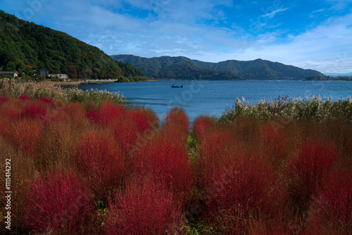 Bassia scoparia in the Oishi park on the shore of Lake Kawaguchi (Kawaguchi-ko, Estuarine Lake) near Mount Fuji on a sunny autumn day, Fujikawaguchiko, Yamanashi Prefecture, Japan photo