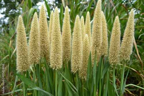 Lush Greenery Showcasing Tall, Fluffy Grass with Elegant Seed Heads in a Vibrant Natural Setting Under Soft Ambient Light