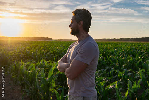 Farmer in corn plantation field. Man farmer in corn field examining crop. American Farmer in corn field. Farmer works in corn field. Agricultural business concept. Growing food, Harvest.