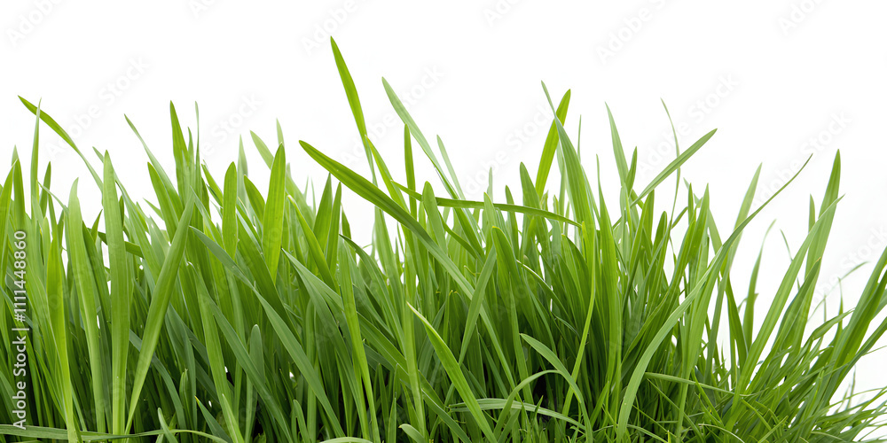 Green grassy, Cut out. isolated on white background, clipping path, full depth Green grassy, Cut out. isolated on white background, clipping path, full depth