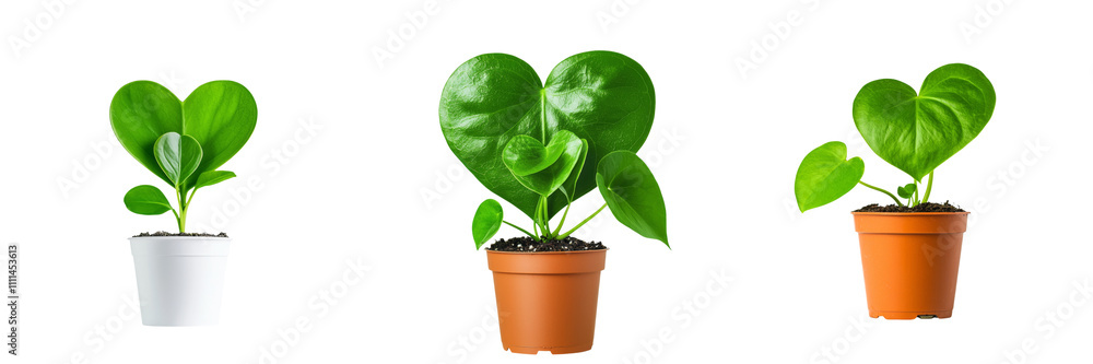 Valentine's Day experience concept. Heart shaped plants in pots create charming display of greenery Valentine's Day experience concept. Heart shaped plants in pots create charming display of greenery