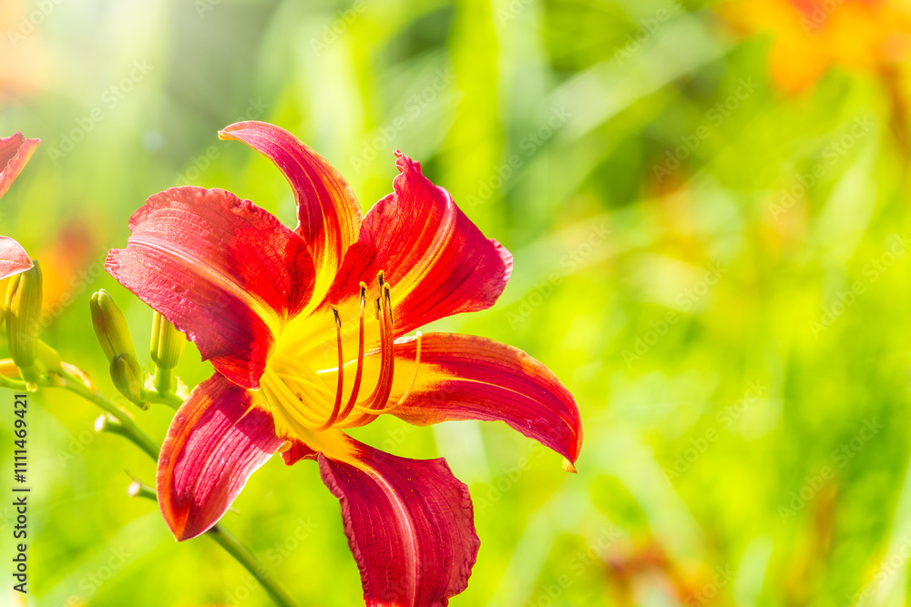 Φωτογραφία Close up of a single orange day lily, Hemerocallis fulva, in full bloom