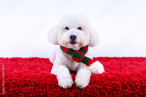 Adorable white Poodle dog wearing Christmas scarf sitting on red cloth on white background for Christmas holiday festival.