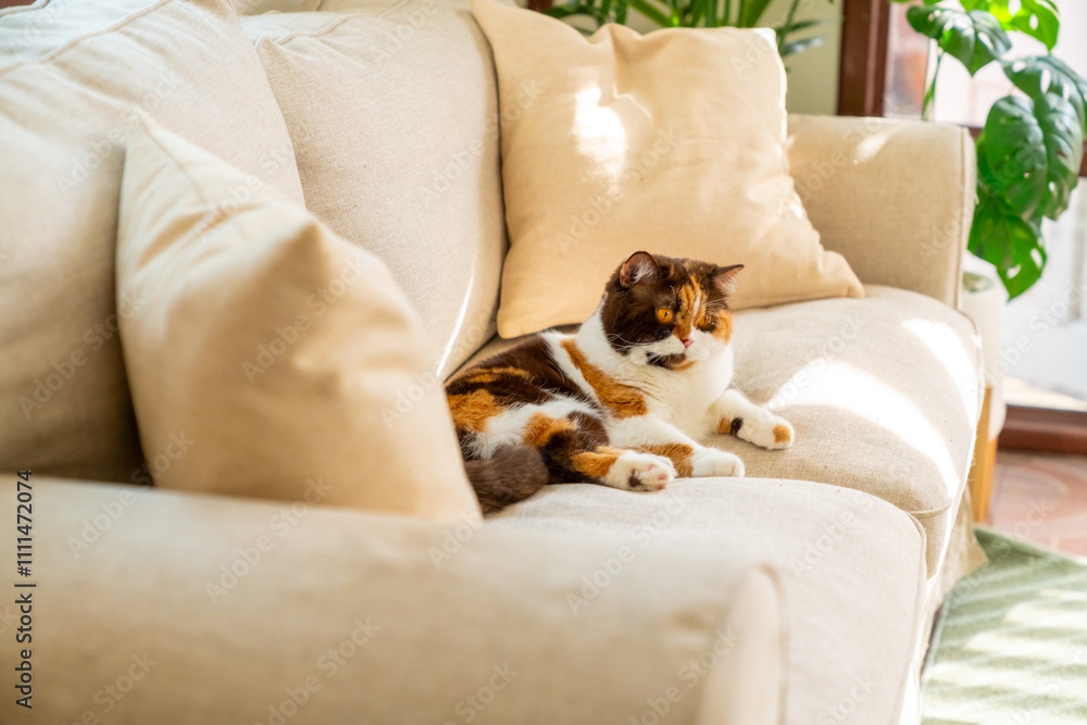 Happy domestic feline pet cat relaxing in living room. Female chocolate tortie white British Shorthair breed indoor cat lying on sofa. Calico kitten cat enjoy living with human owner family at home. Happy domestic feline pet cat relaxing in living room. Female chocolate tortie white British Shorthair breed indoor cat lying on sofa. Calico kitten cat enjoy living with human owner family at home.